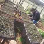 Cuidados culturales.