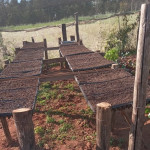 Preparación para la siembra de sandía.