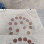 Muestras de películas para determinación de % de solubilidad en agua