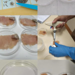 Aplicación de la película indicadora colorimétrica para el monitoreo de frescura de la carne de pollo.