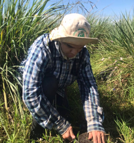 Muestreo de suelo de la camada de 0-3 cm