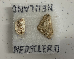 Muestras fósiles de un ejemplar de armadillo prehistórico Neosclerocalyptus.