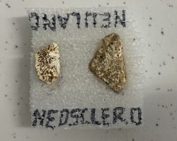 Muestras fósiles de un ejemplar de armadillo prehistórico Neosclerocalyptus.