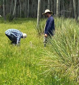 Muestreo de suelo de la camada de 0-3 cm