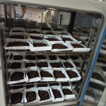 Cargado de las muestras en estufa para obtención del peso seco del suelo.