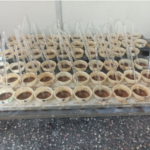 Muestras procesadas para medición del pH del suelo.