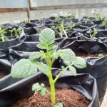 Establecimiento de plantaciones con distintas variedades de papa, promoviendo la conservación genética.