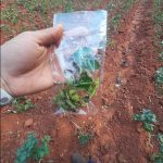 Colecta de plantas con síntomas de la enfermedad para su análisis.