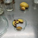 Identificación de tubérculos afectados por el patógeno.