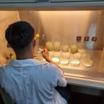 Procesamiento en laboratorio para la obtención y caracterización del microorganismo causante.