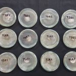 Aislamiento de muestras provenientes de diversas zonas productoras de Paraguarí.