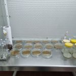 Aislamiento de muestras provenientes de diversas zonas productoras de Paraguarí.