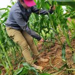 Corte de plantas de maíz que se encontraron en 1 m2 del área experimental.