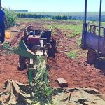 Forrajeado y mezcla para colecta de 100 gramos a modo de determinar el porcentaje de materia seca.