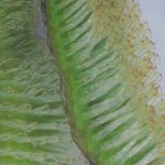 EXIF_HDL_ID_1
