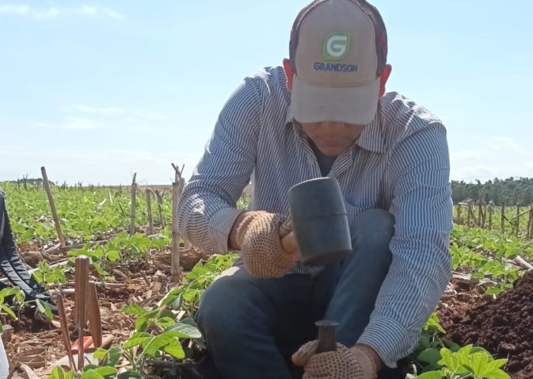 Proceso de extracción de muestras para densidad aparente del suelo.
