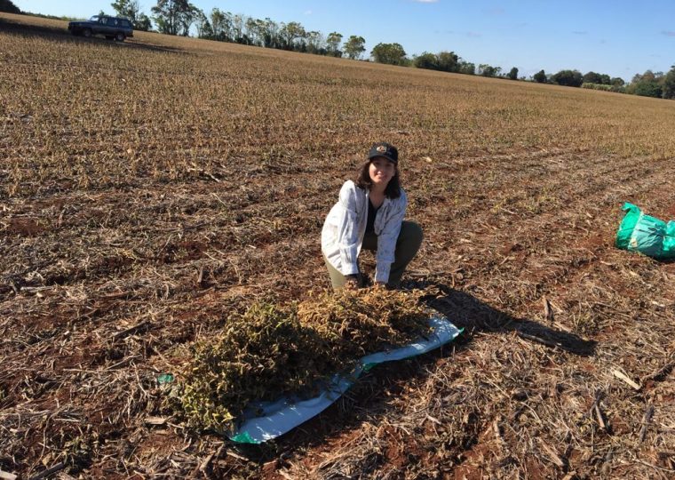 Cosecha de plantas y toma de muestras, Troncal 4, Dpto. de Canindeyú.
Becaria: Camelia Vargas de Mestral