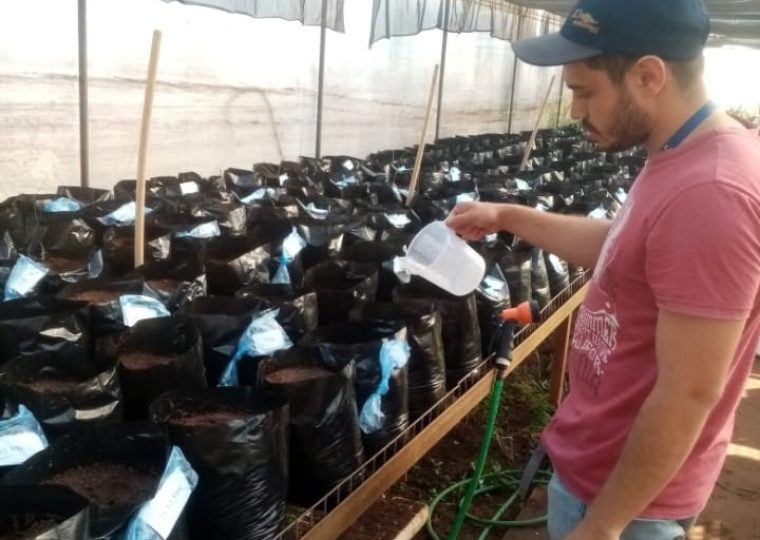 Siembra y aplicación de diferentes concentraciones de solución salina