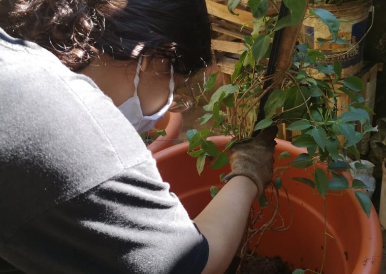 Transplante de los plantines de la especie ???????????????????????????????????????? ????????????????????????????, dando un tiempo prudencial para su adaptación.