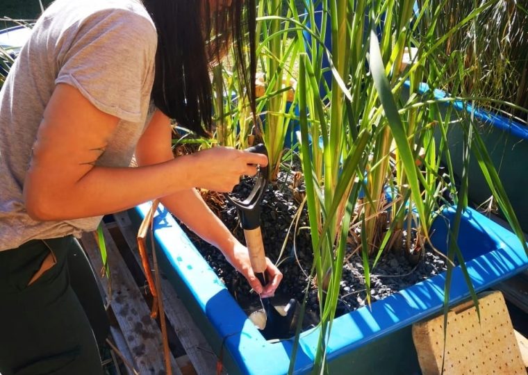Etapa de readaptación de los humedales artificiales en el predio de la FCA/UNA.

Beneficiaria: Celeste Céspedes Gamarra.
Carrera: Ing. Ambiental.
Facultad de Ciencias Agrarias de la Universidad Nacional de Asunción.