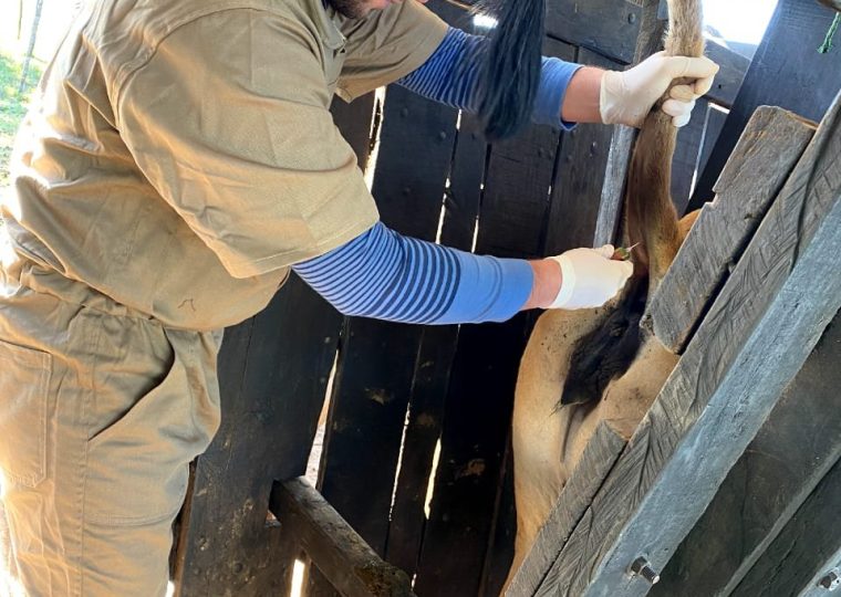 Toma de muestras de sangre sin anticoagulante de la vena coccígea del animal