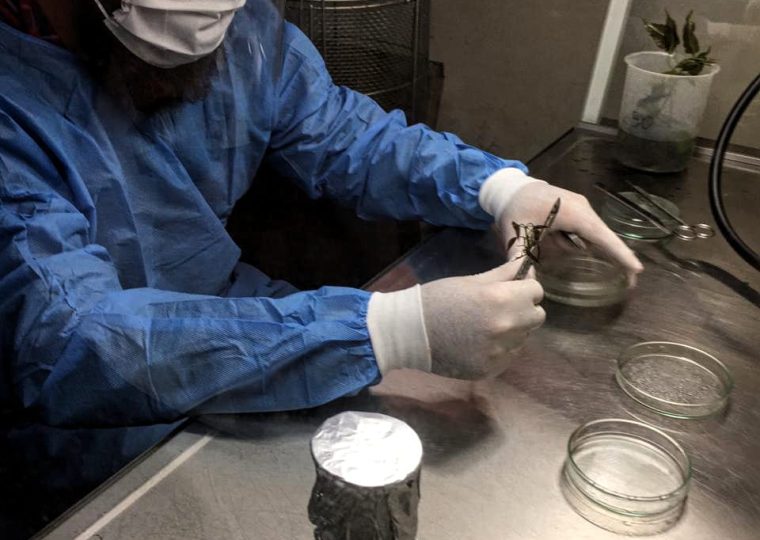 Siembra de segmentos nodales de lapacho negro bajo Cámara de flujo laminar.