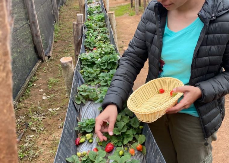 Cosecha de los frutos