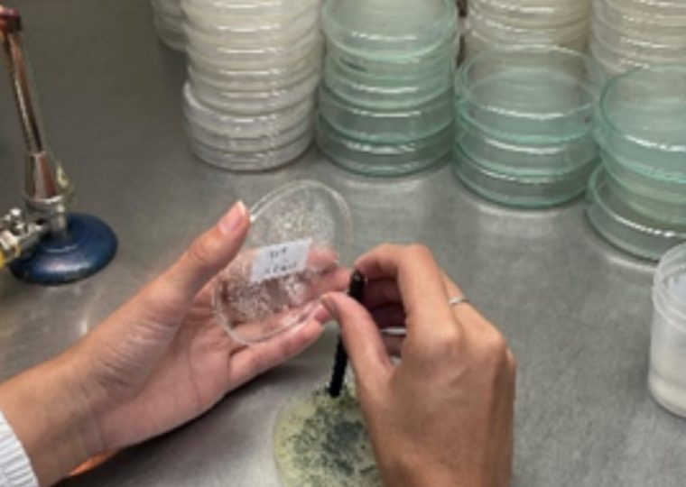 Porta de tesista 1.1