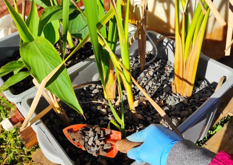 Establecimientos del humedal correspondiente a la especie Typha domingensis.